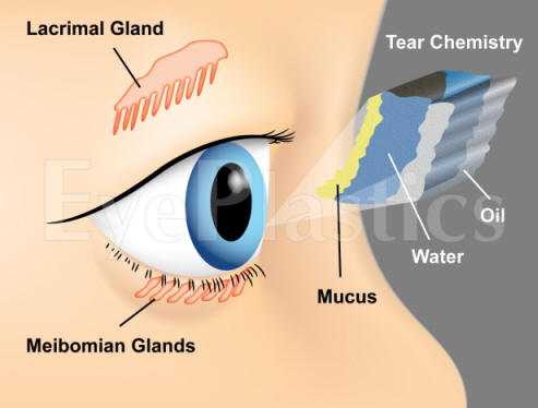 Tear film anatomy — layers of the ocular surface